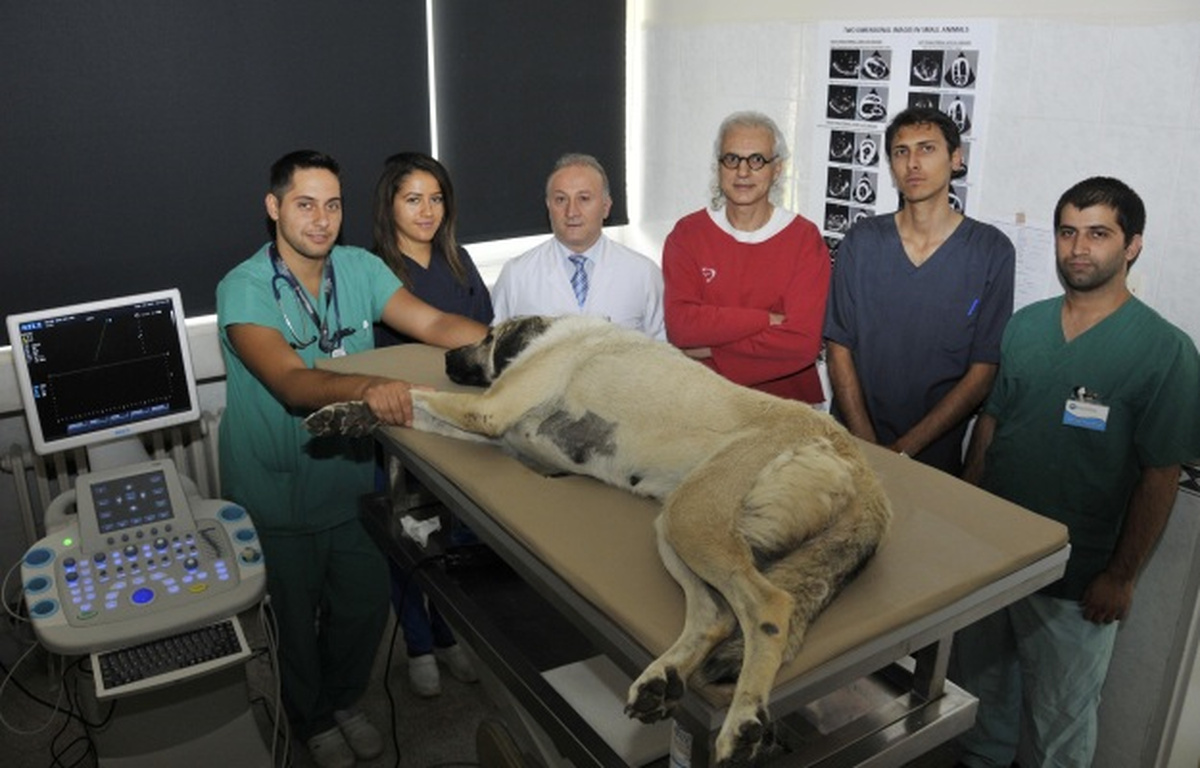 Kedi ve Köpeklerdeki Kalp Hastalıkları Teşhis Edilebilecek