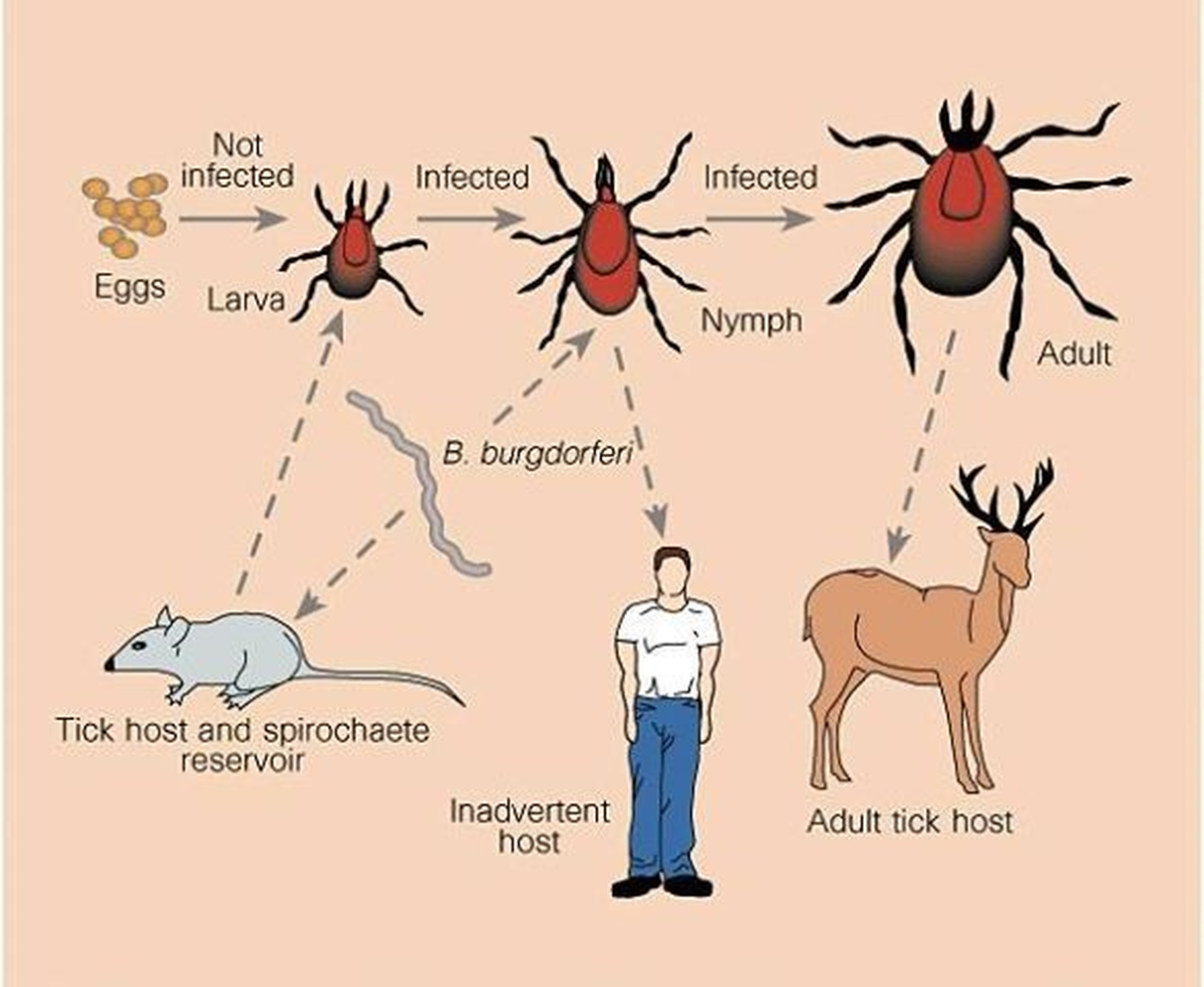 Marmaris\'te "Lyme" Alarmı