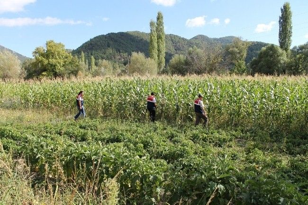 Mısır tarlasına kenevir operasyonu MUĞLA