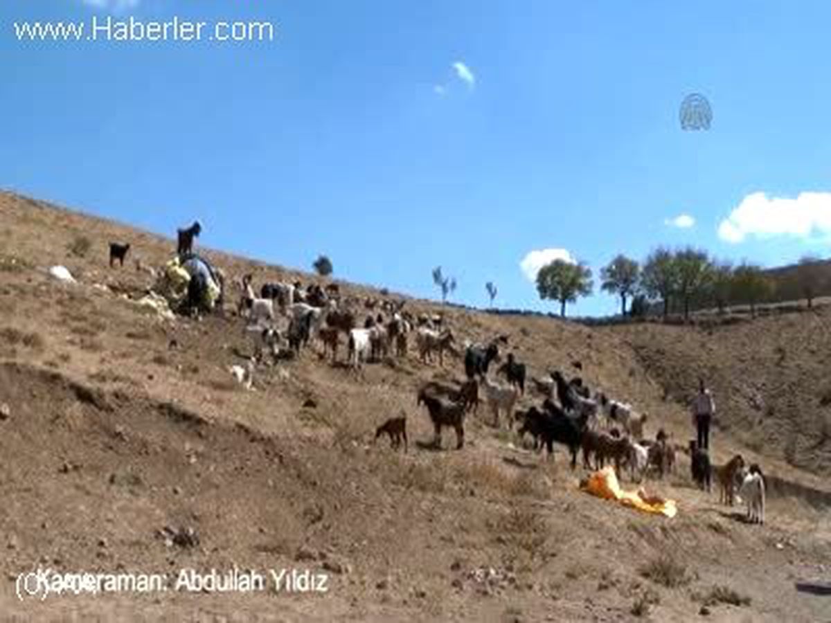 Oğlak 4 aylıkken süt vermeye başladı