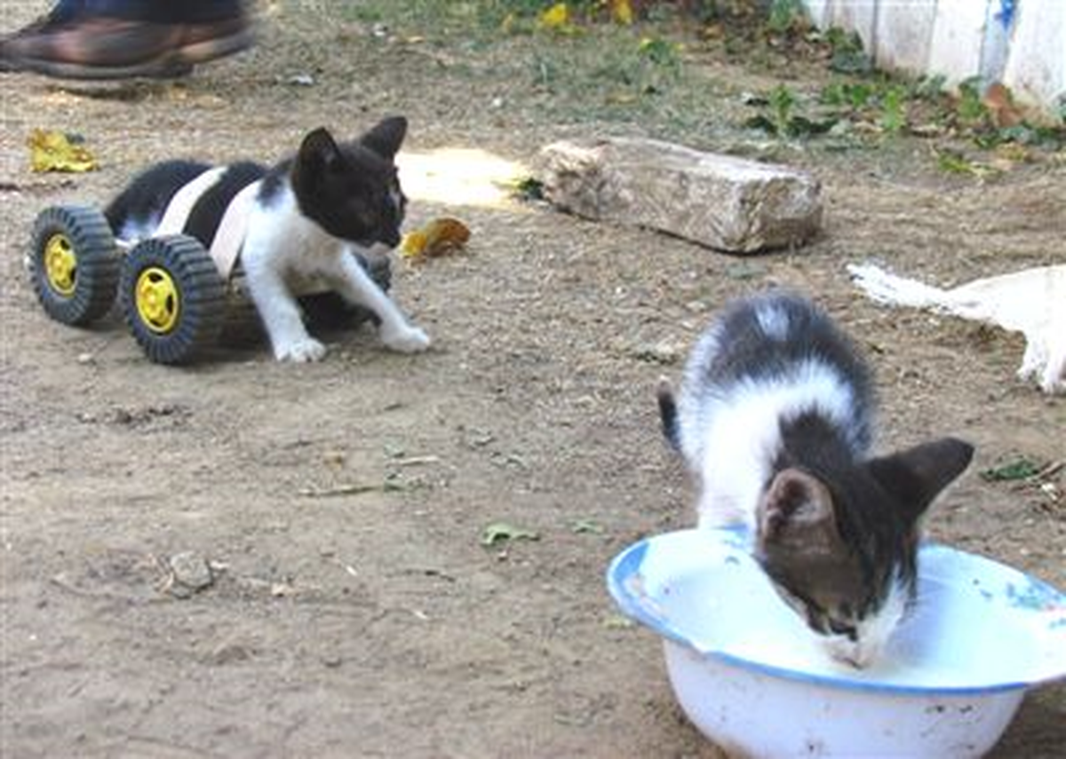 Sakat Kediye Tekerlekli Yürüteç