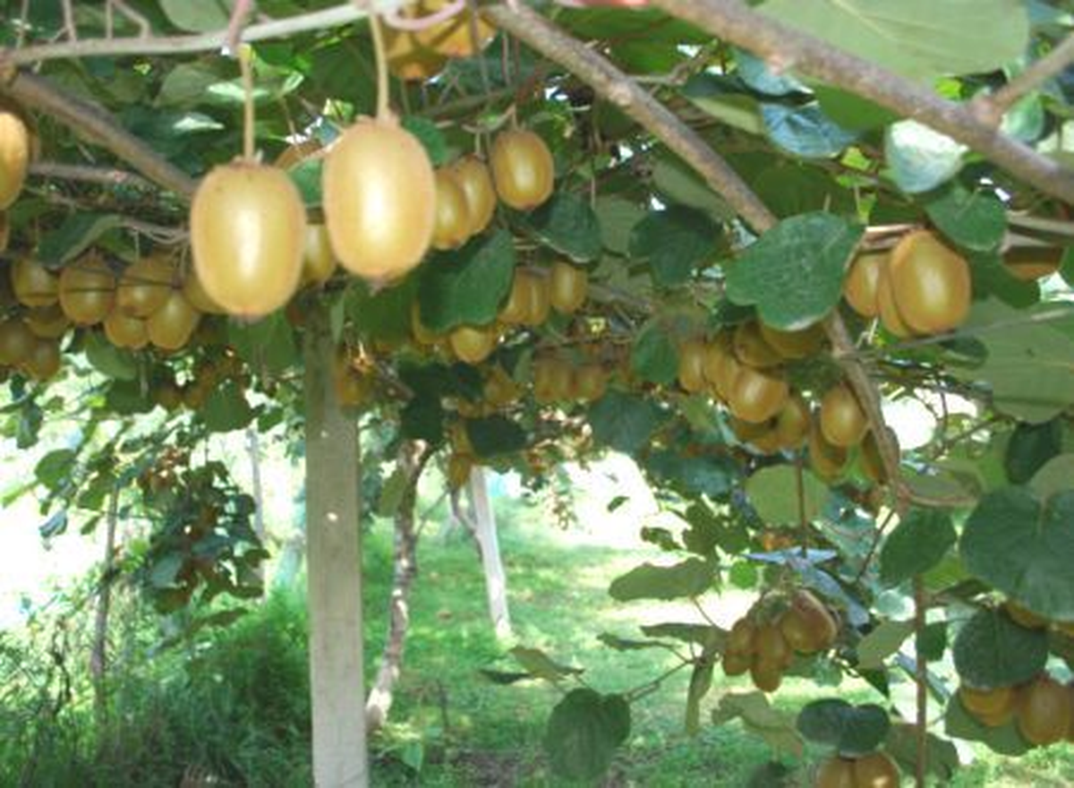 Türk Kivisi İhracat Yolunda