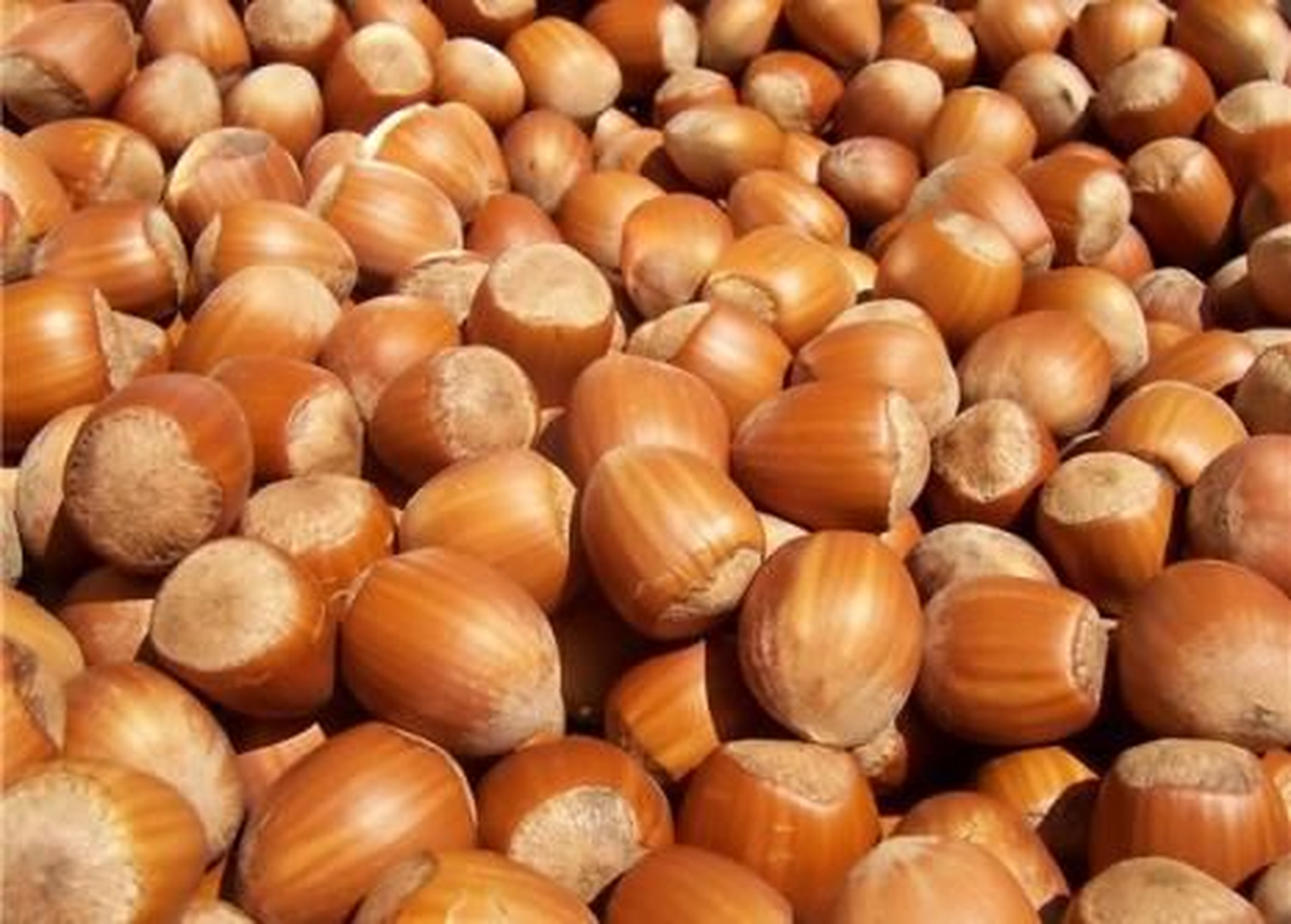 Akçakoca\'da 250 Kilo Fındık Çalındı