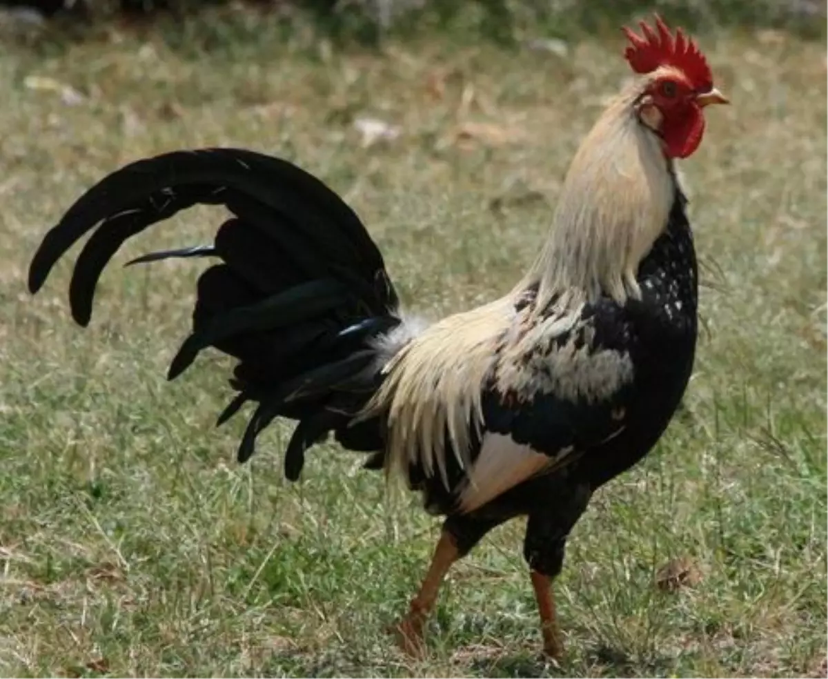 Denizli Horozu Yetiştiricilerine Destek