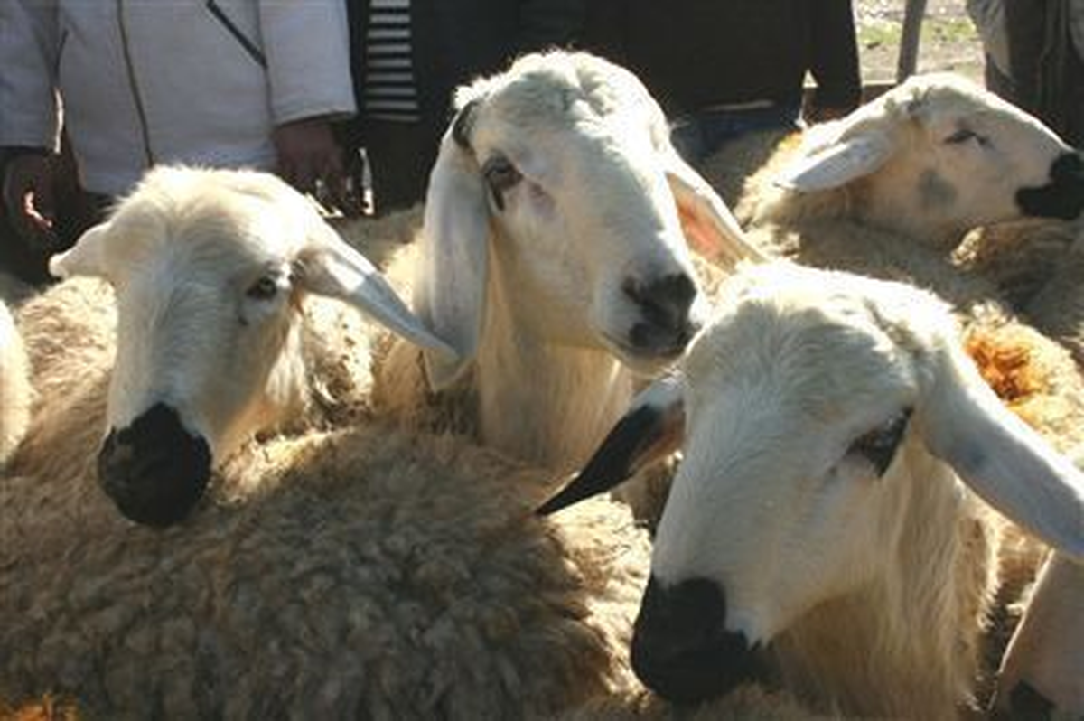 Kızılay Vekaletle Kurban Kesecek