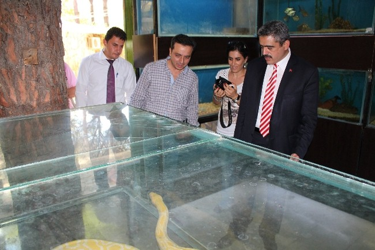 Muğla\'da Yakalanan Kaçak Piton Nazilli\'ye Getirildi