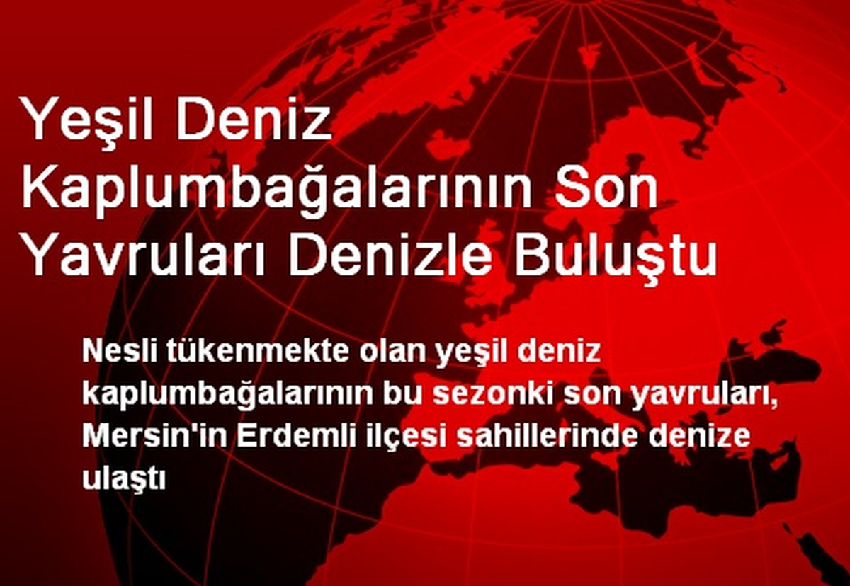 Yeşil Deniz Kaplumbağalarının Son Yavruları Denizle Buluştu