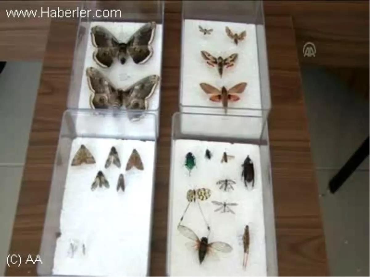 Türkiye\'nin yeni kelebek türü BİTLİS