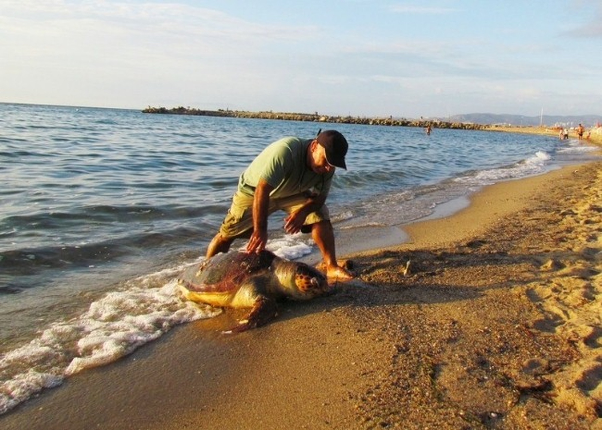 Bir Caretta Caretta Ölü, Bir Chelonia Mydas Yaralı Bulundu