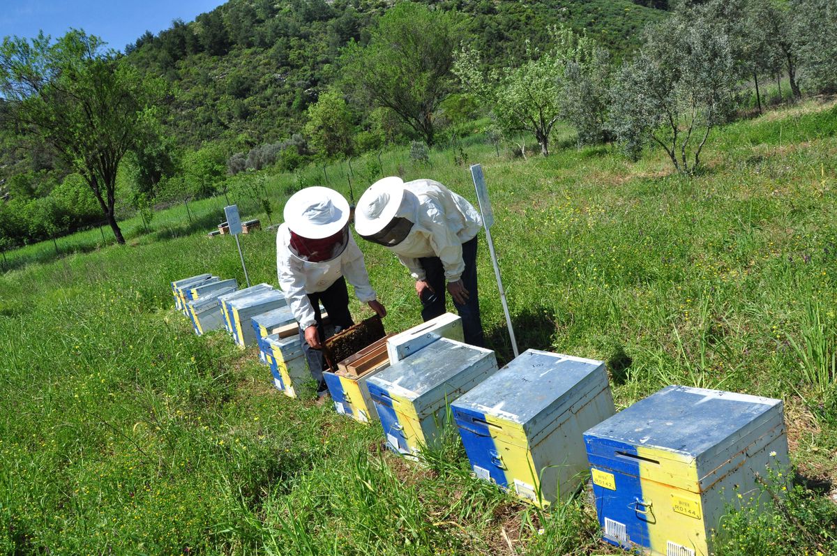 Çam Balı, Muğla\'da Üreticinin Yüzünü Güldürdü