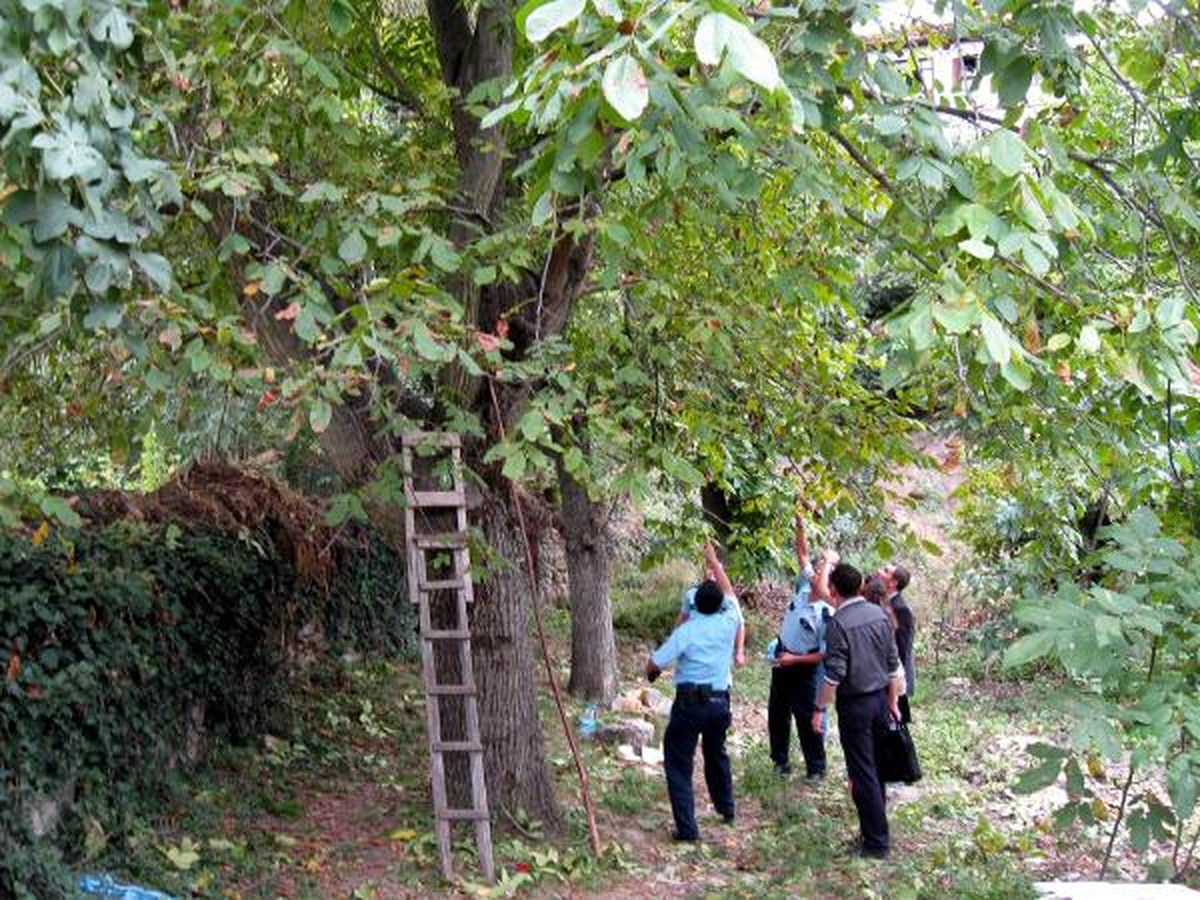 Ceviz Toplamaya Çıktığı Ağaçtan Düşerek Öldü