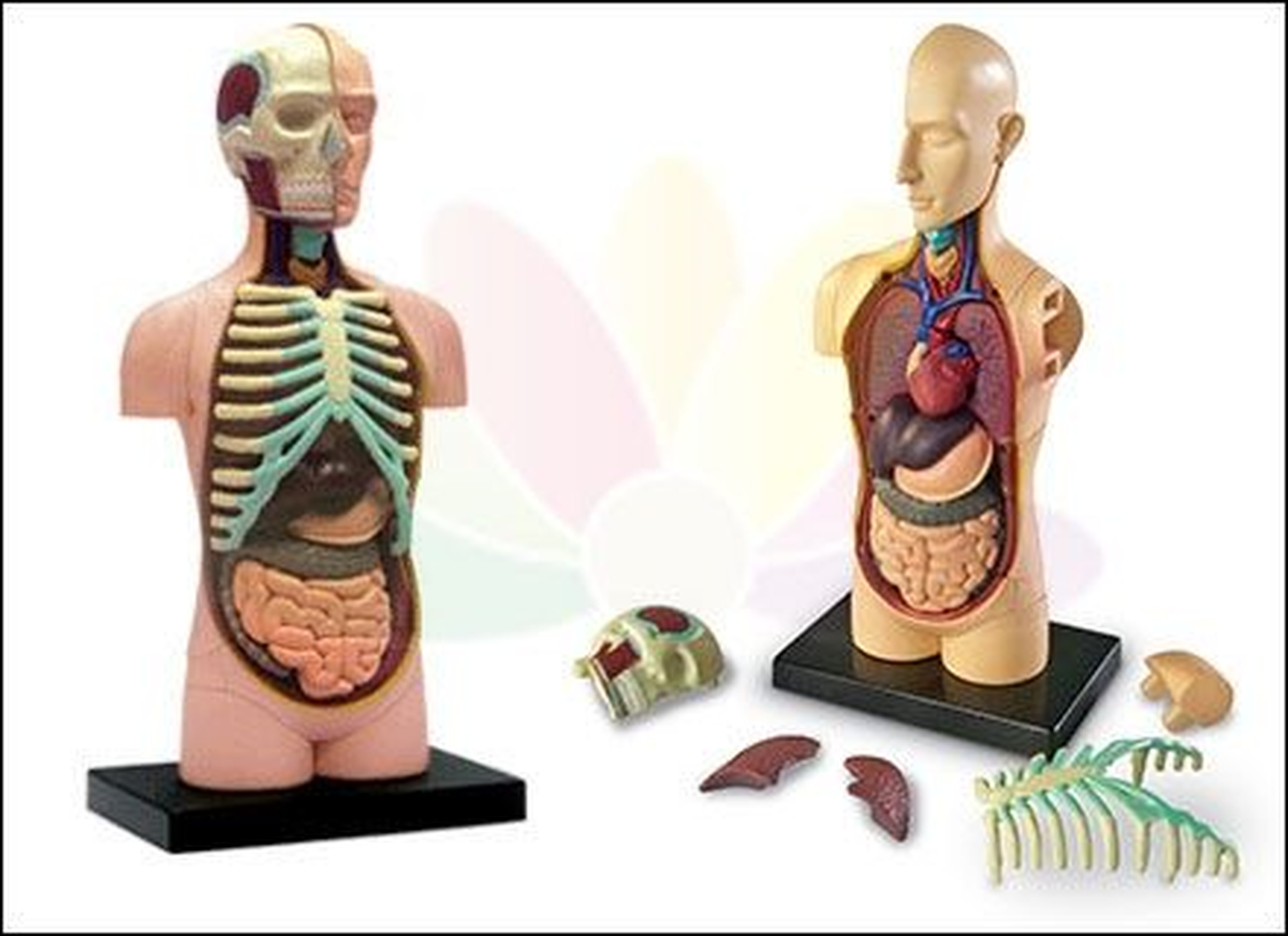 Çocuklara İnsan Anatomisi Anlatılmalı