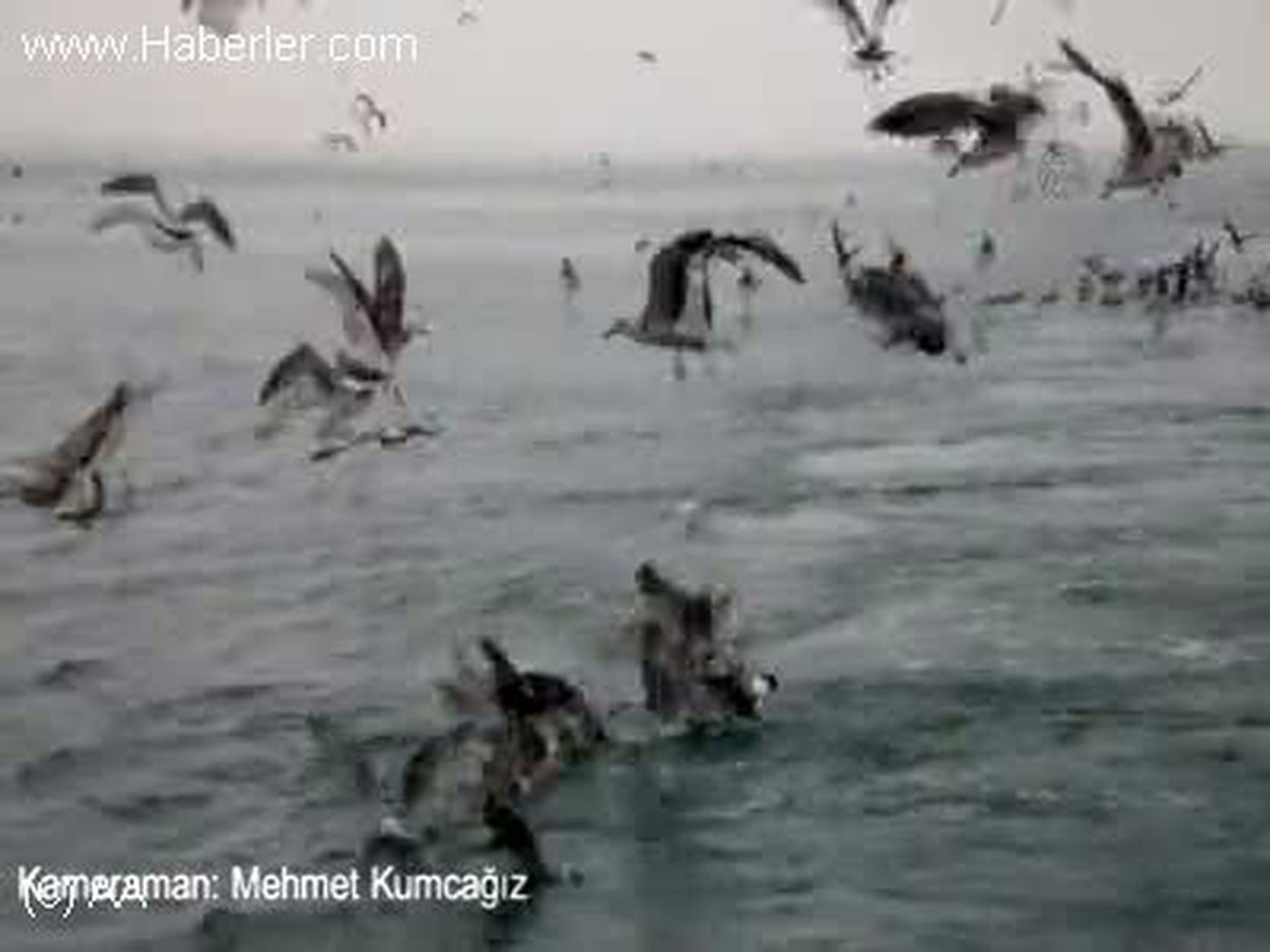 Denizin haylaz çocukları