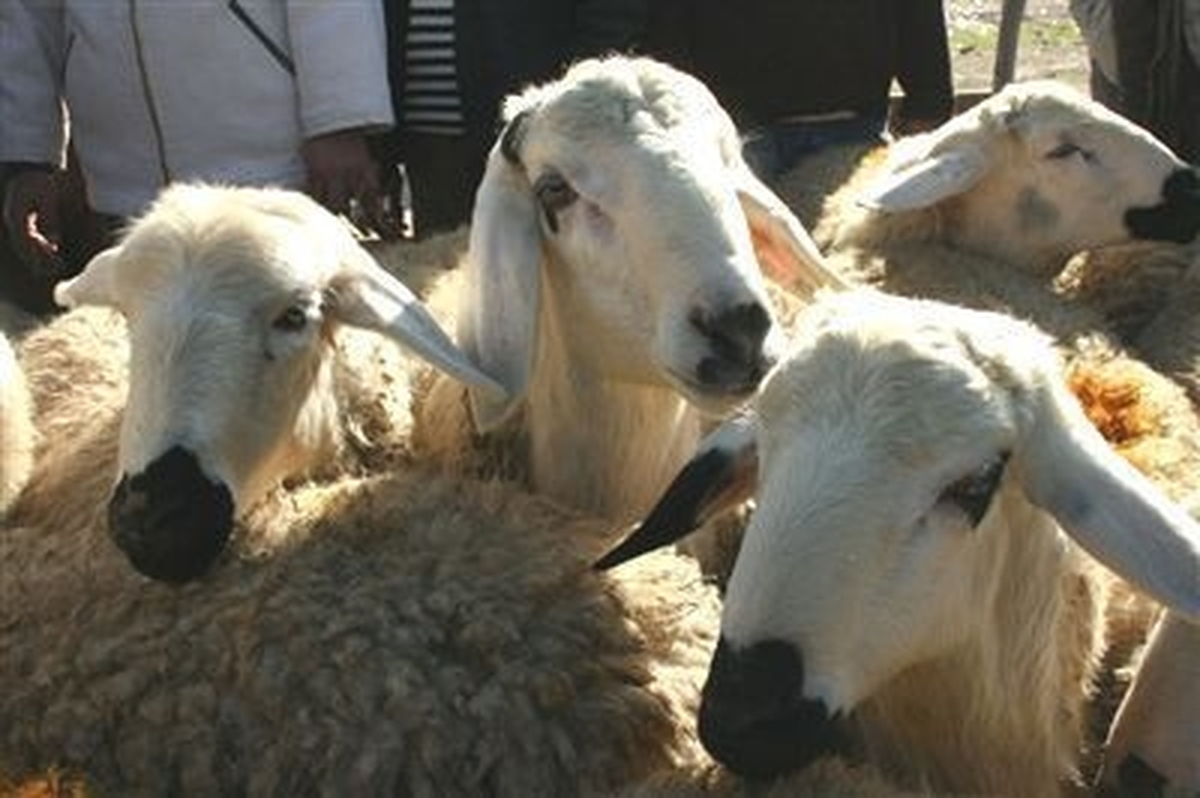 İhh Ayder 115 Ülkede Kurban Kesecek