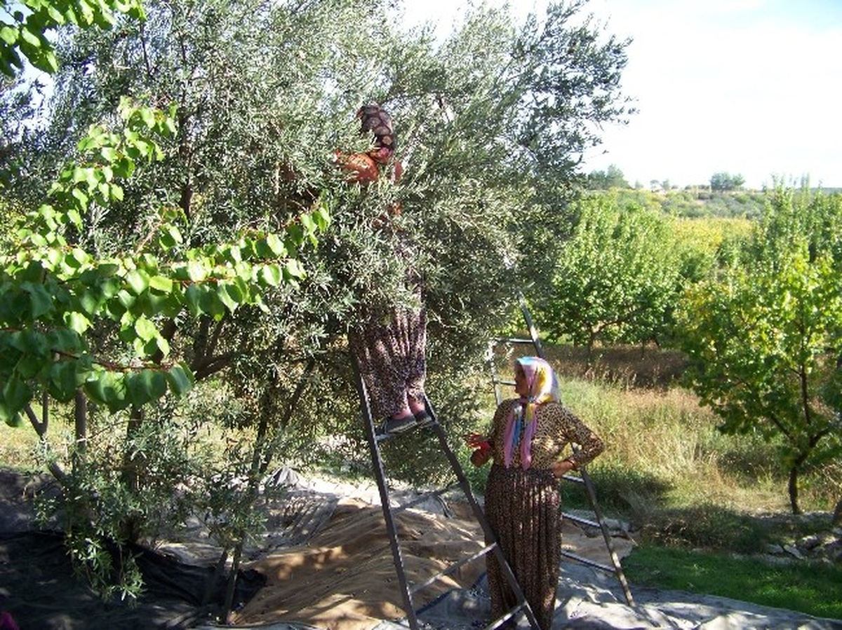 Mut\'ta Zeytin Hasadı Başladı