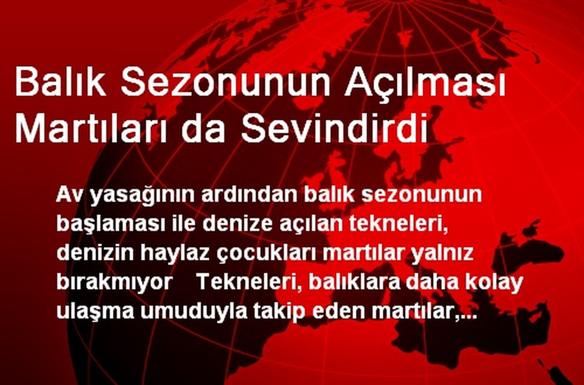 Balık Sezonunun Açılması Martıları da Sevindirdi