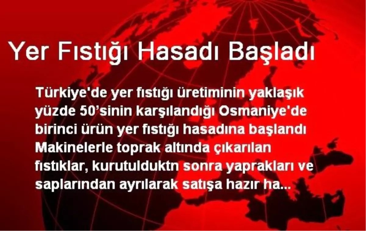 Yer Fıstığı Hasadı Başladı