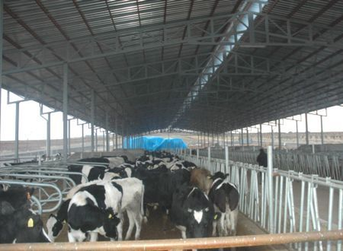Trakya, Süt Üretiminde de Liderliğe Oynuyor