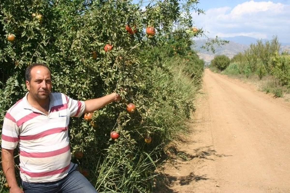 "Ağaçlarımız Kesileli Bir Yıl Oldu, Paradan Ses Seda Yok"