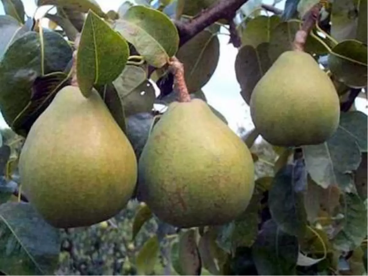 Bahçedeki Armutlar Çalındı