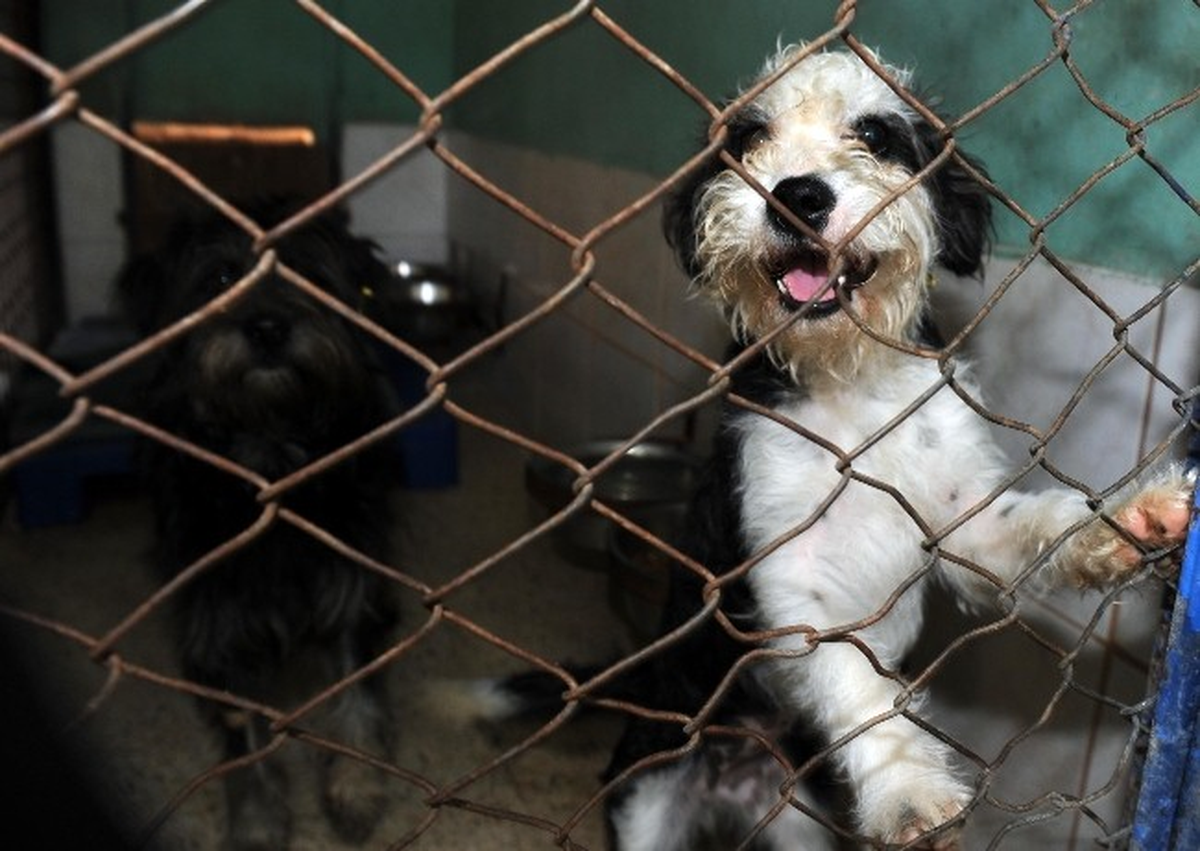 Barınaktaki Köpekler Sahiplerini Bekliyor