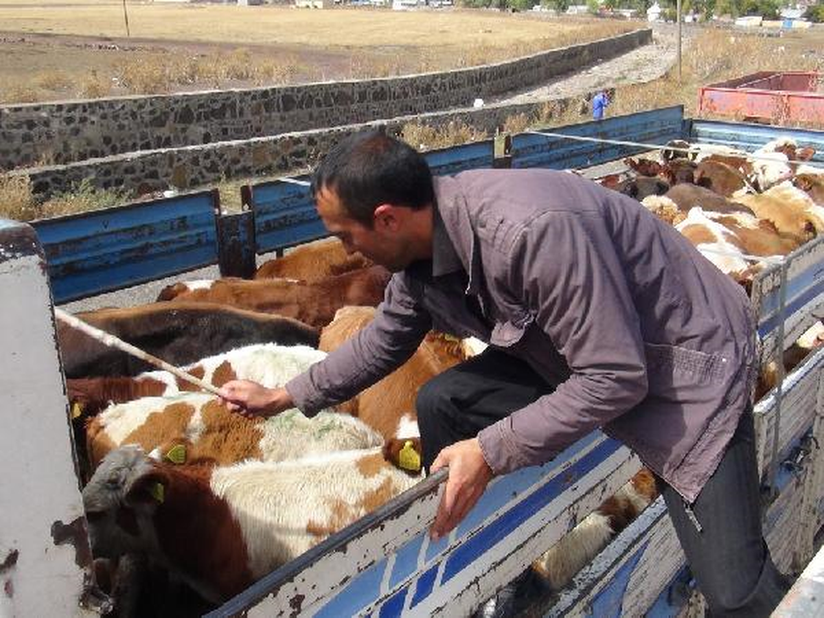 Kars\'tan Batı İllerine Kurbanlık Sevki
