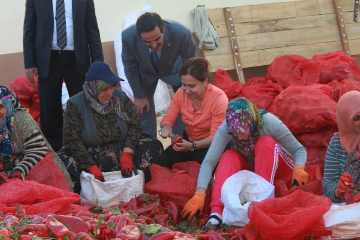 CHP Milletvekili Kaleli, Kadınlarla Salçalık Biber Kesti