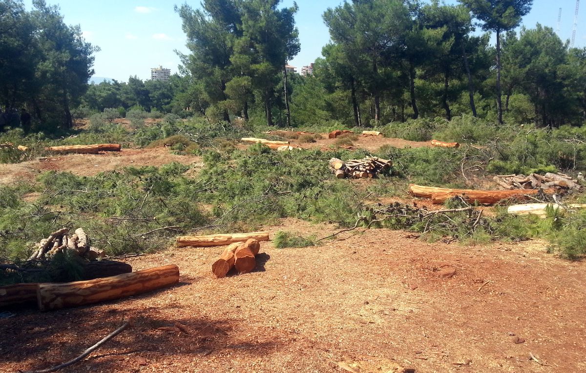 İzmir\'de 300 Çam Ağacının Kesilmesine Vatandaş Tepkisi