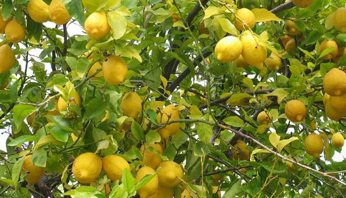 Mersin\'de Limon Hasadı Başladı