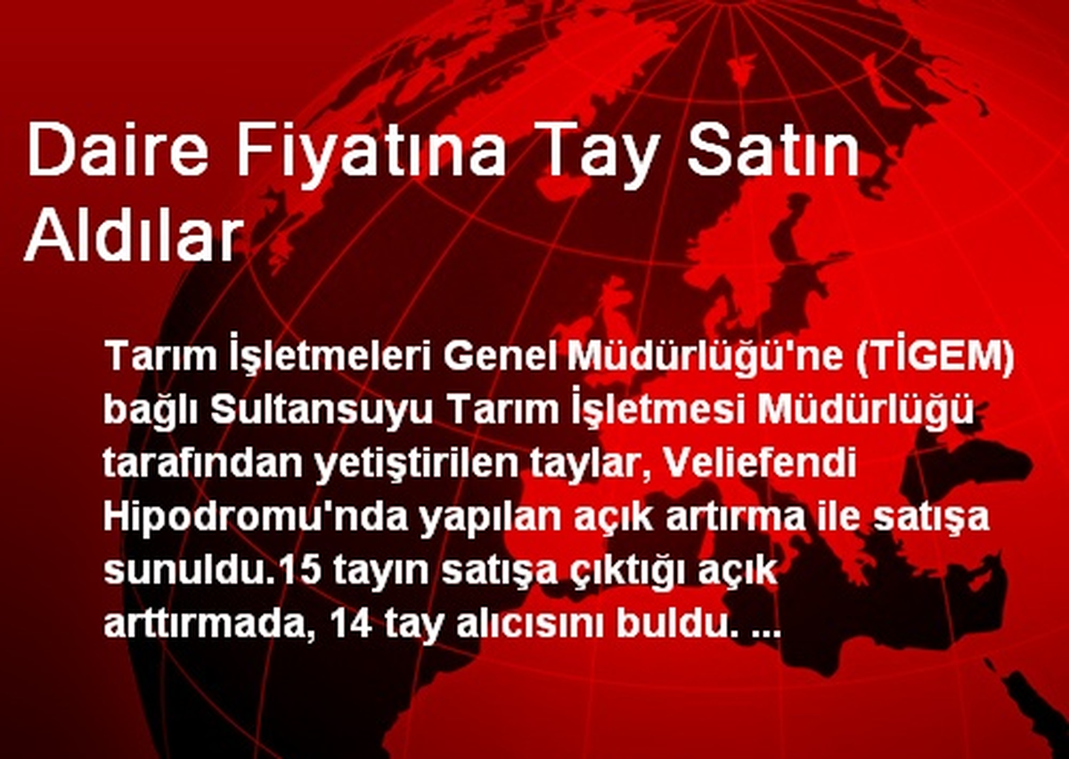 Daire Fiyatına Tay Satın Aldılar