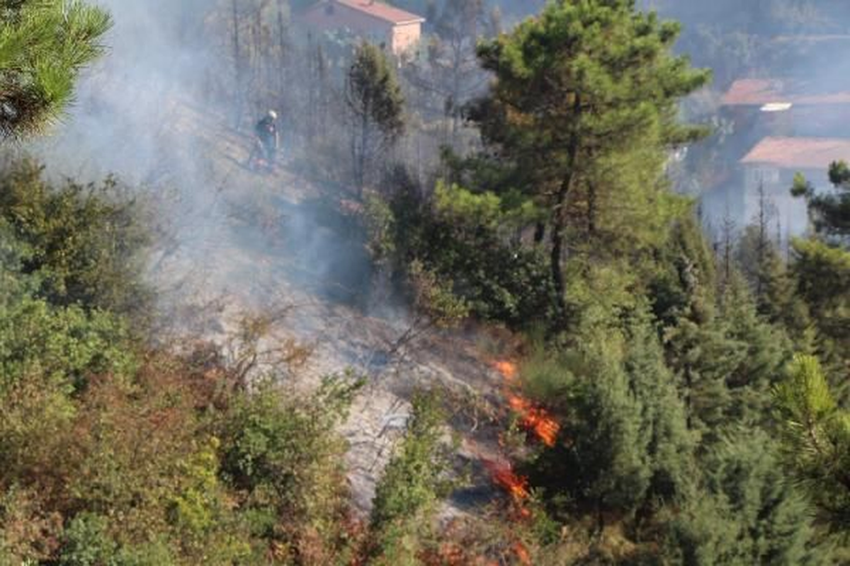 Sakarya\'da Orman Yangını