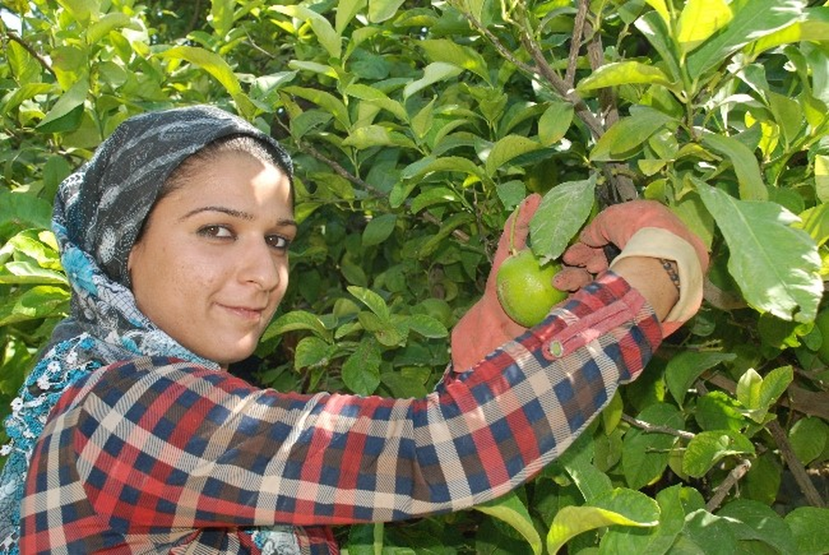 Mersin Silifke\'de Limon Hasadı Başladı