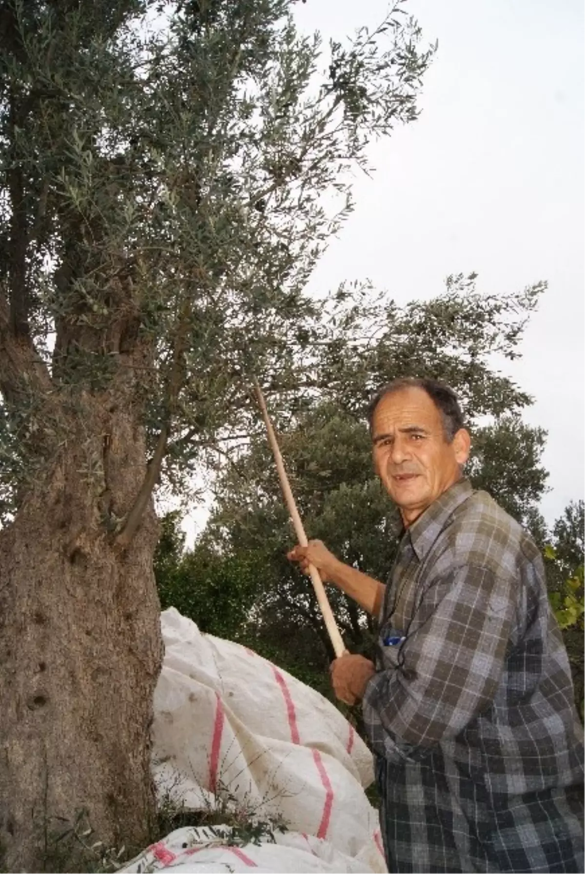 Torbalı Zeytinciliğinde Yok Yılı