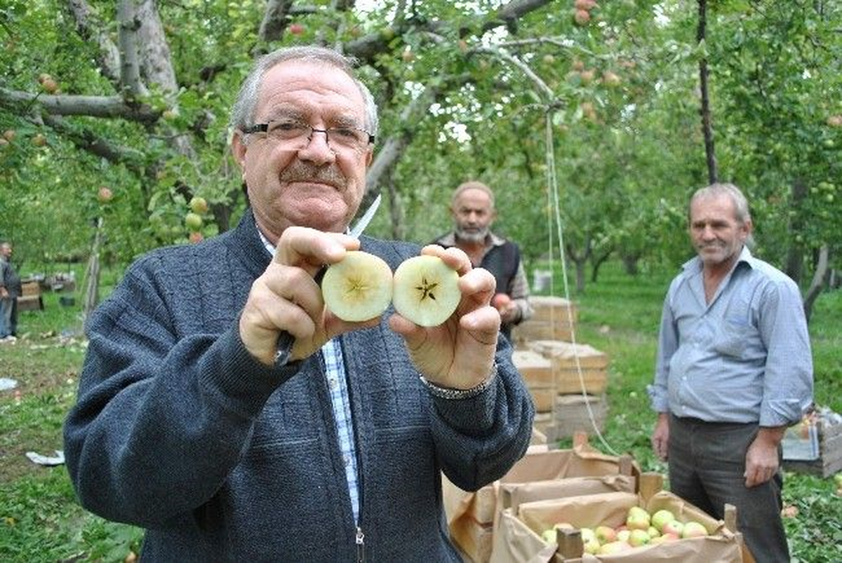 Amasya\'da En Bereketli Sezon: Bir Ağaç 500 Kilo Elma Veriyor