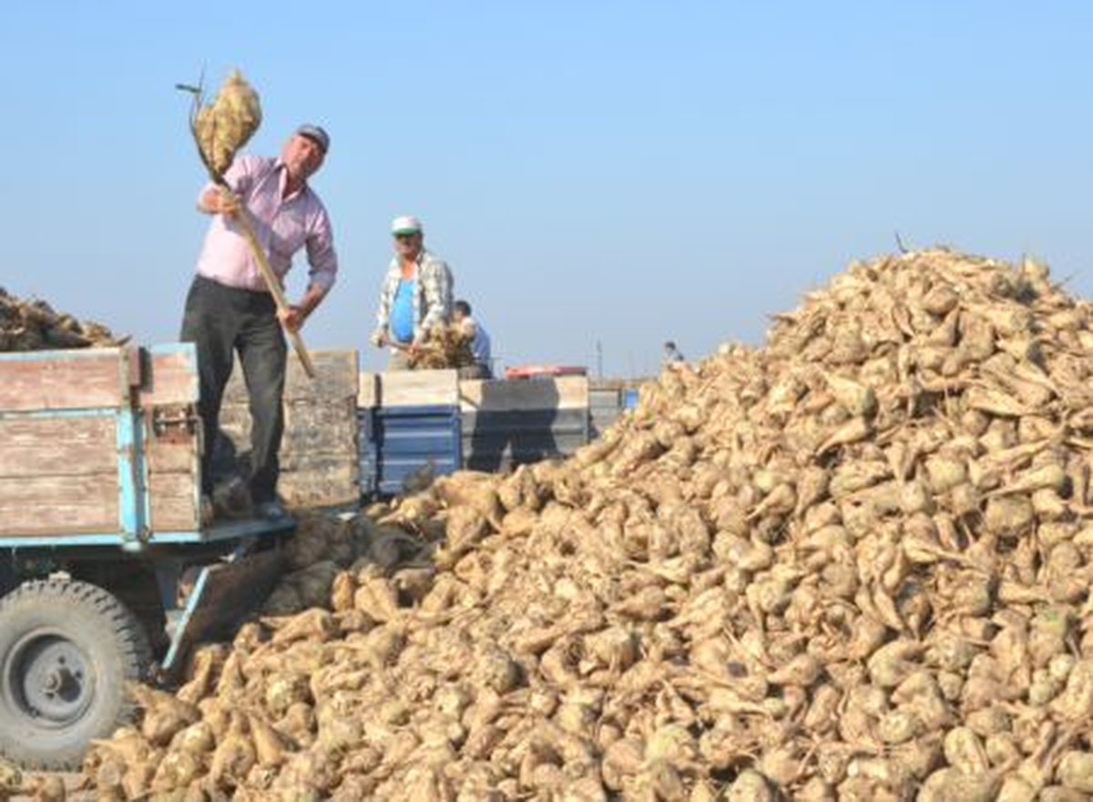 Kırıkkale\'de Şeker Pancarı Alımları Başladı