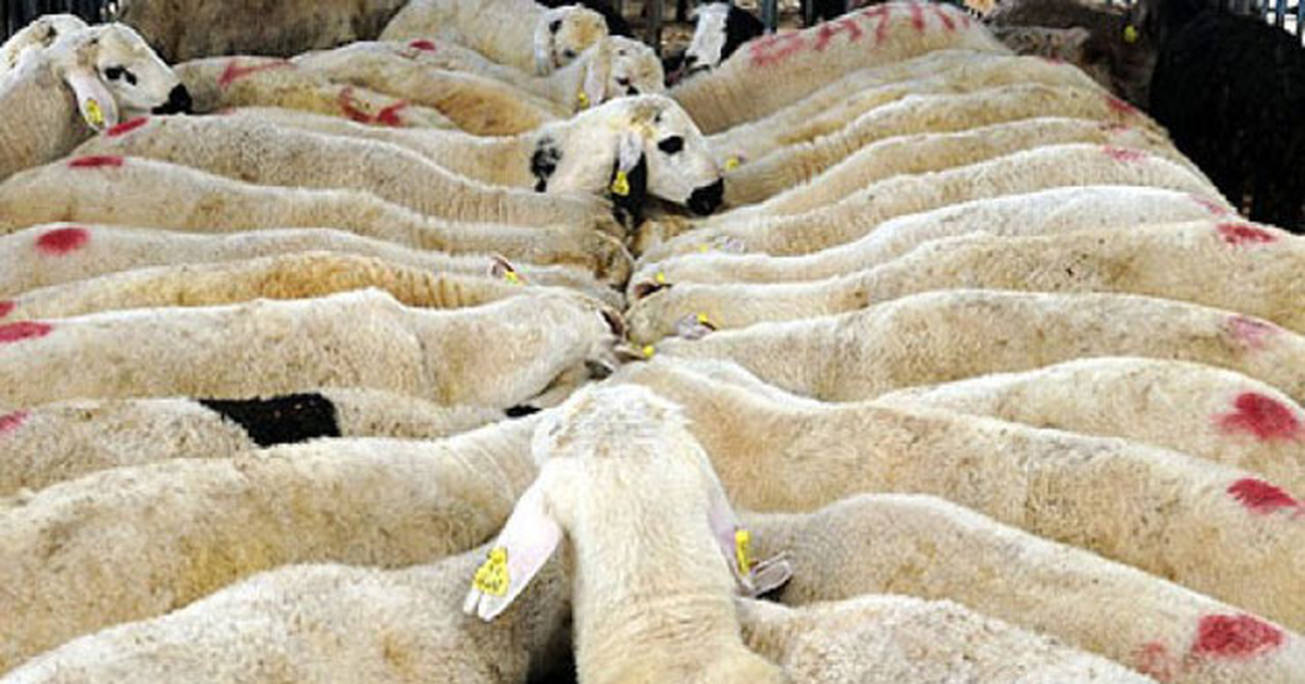 Kızılay\'dan Kurban Kesim Kampanyası