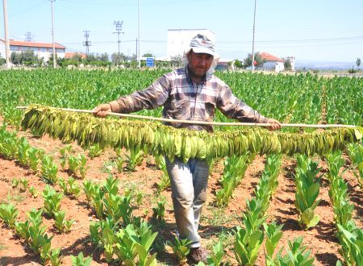 Muş\'ta Tütün Hasadı Başladı