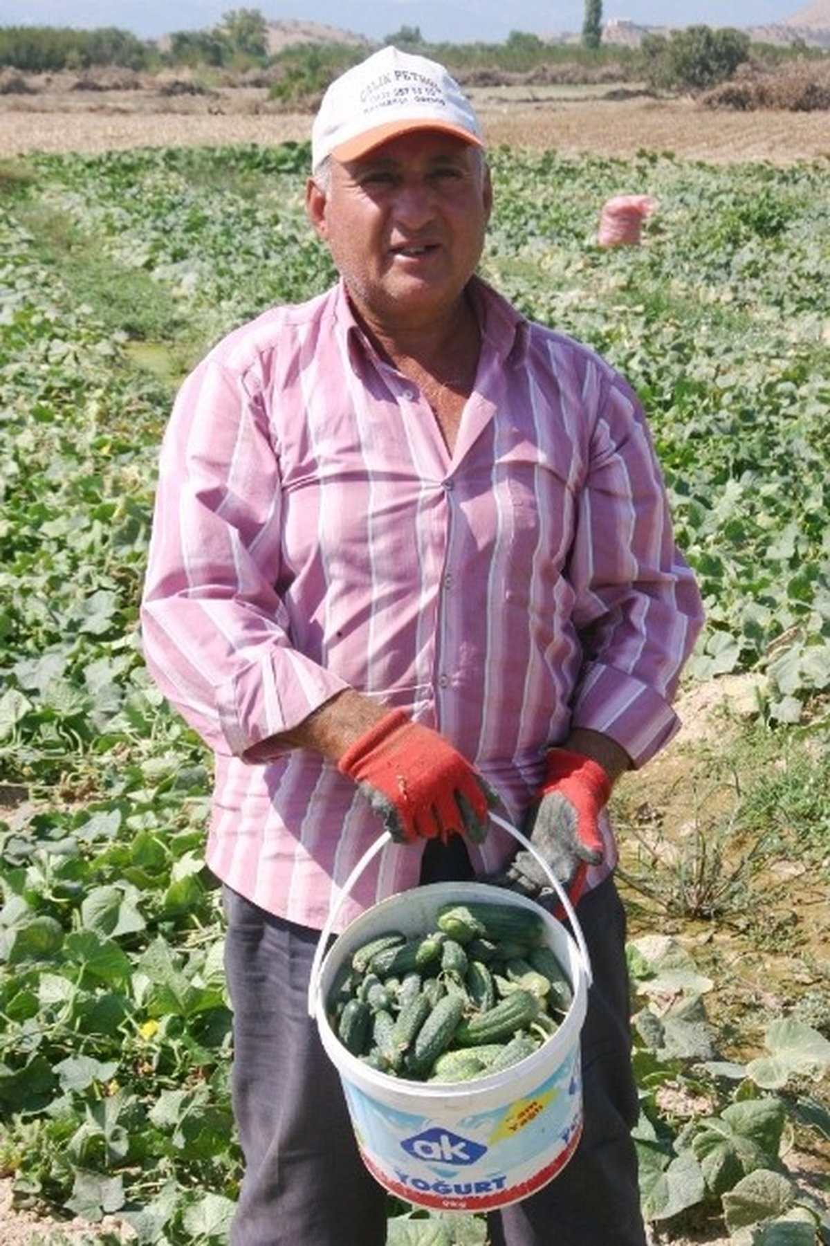 Ödemiş\'te Turşuluk Salatalık Üreticinin Yüzünü Güldürdü