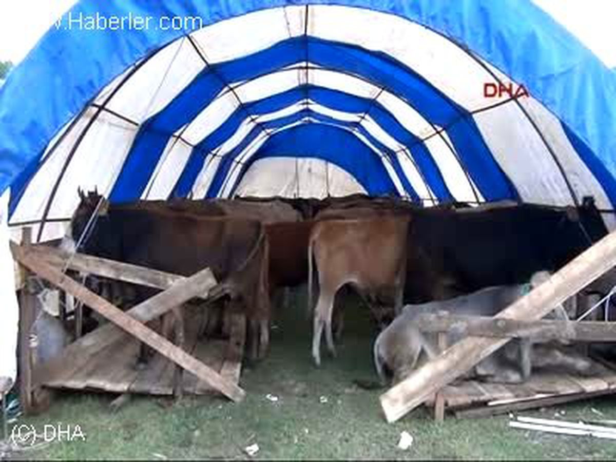 Samsun\'da Hayvan Pazarında Hareketlilik Başladı