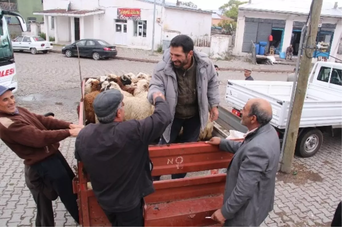 Traktör Römorkunda Kurban Pazarlığı