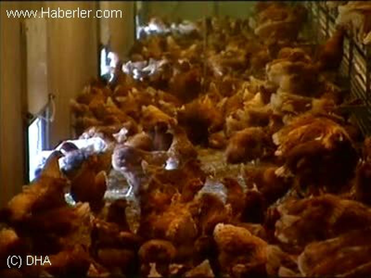 ?almanya\'daki Araştırma Sonucu Tavuklar Bakteri Yuvası?