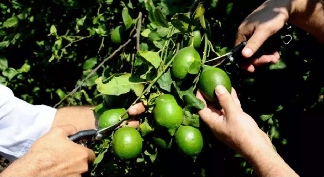 Limon Rekoltesindeki Artış Çiftçiyi Sevindirdi