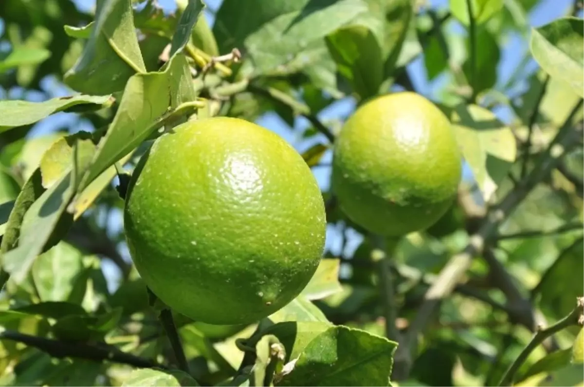 Mersin\'de Limon Hasadı Lokumlu Başladı