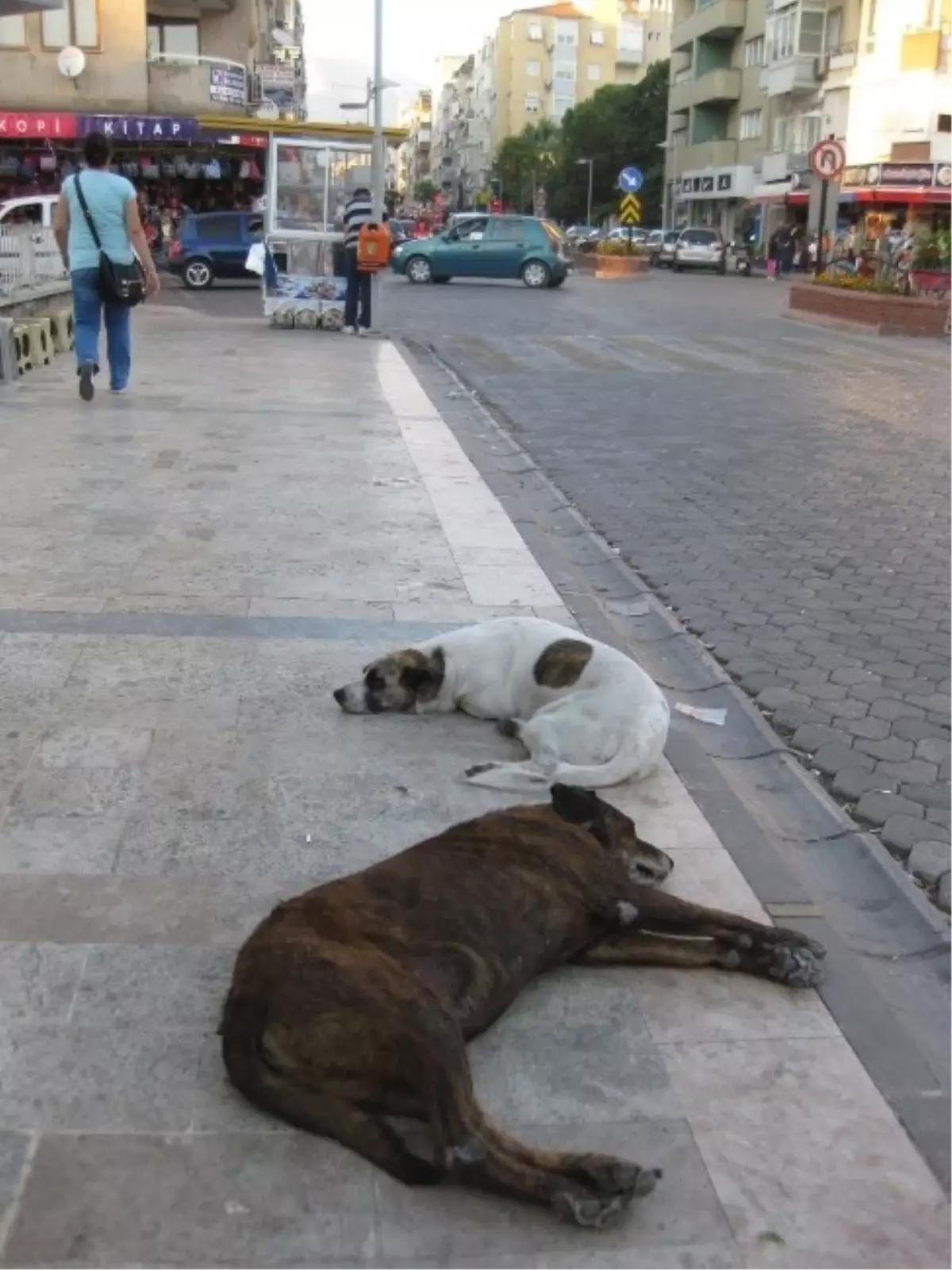 Şişman ve Yaşlı Köpekler Caddenin Maskotu Oldu