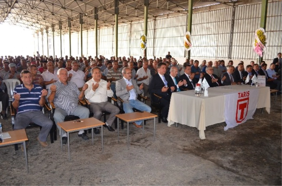 Söke Tariş Pamuk Kooperatifi Pamuğu Peşin Paraya Alacak