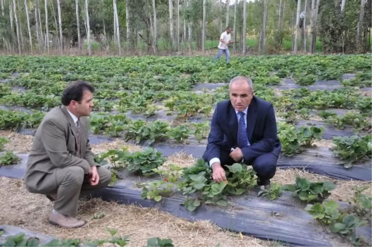 Yedi veren çileklerinde hasat başladı YOZGAT