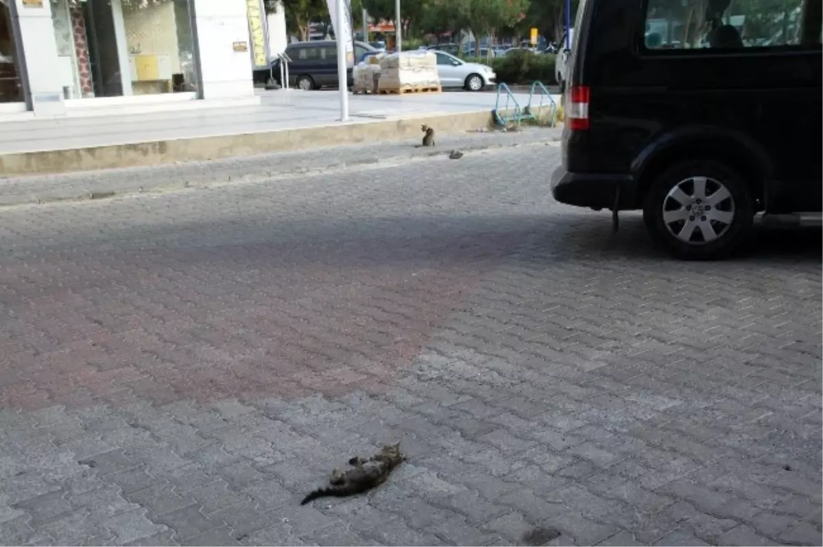 Anne Kendi Öldürülen Yavrularının Başından Ayrılmadı