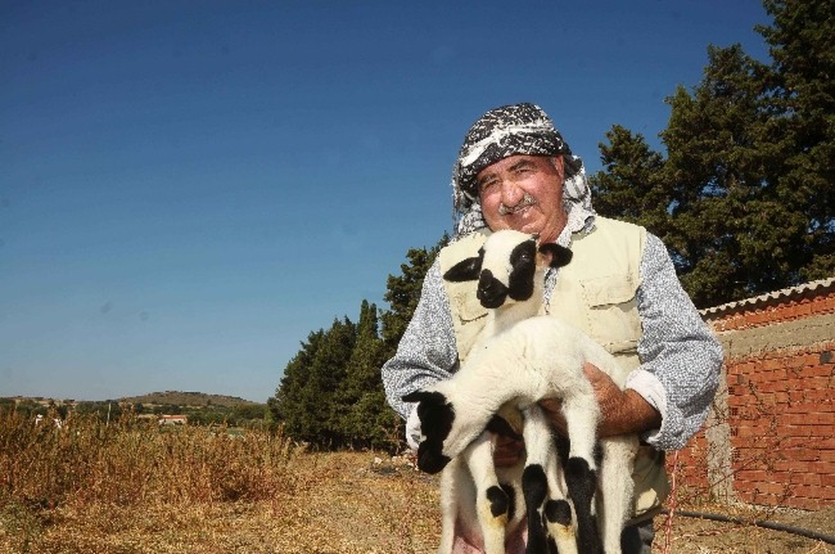 Çeşme \'Sakız Koyunu Şenliği\' ile Şenlenecek