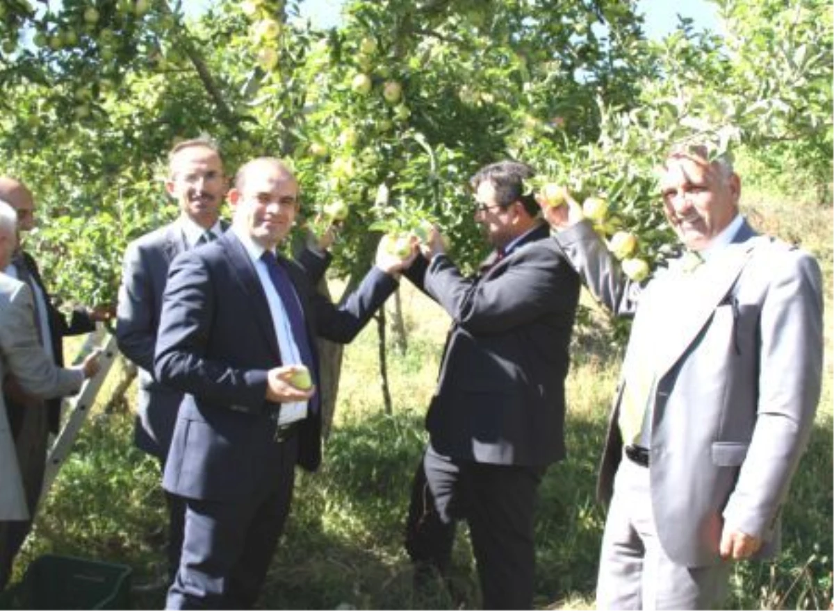 Erzincan\'da Elma Hasadı Başladı
