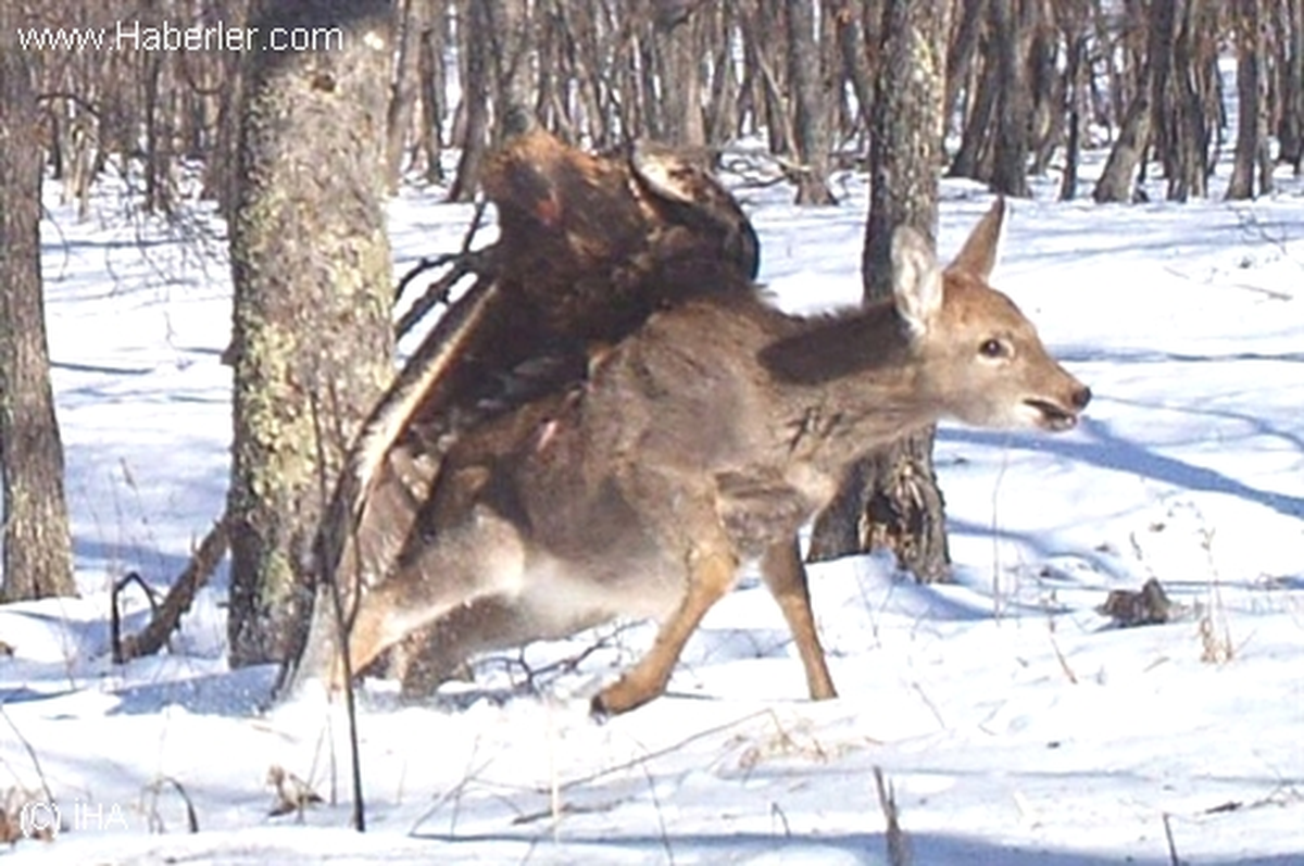 Kartalın Geyik Avı Objektiflere Takıldı